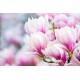 Olejek zapachowy - magnolia do biokominek